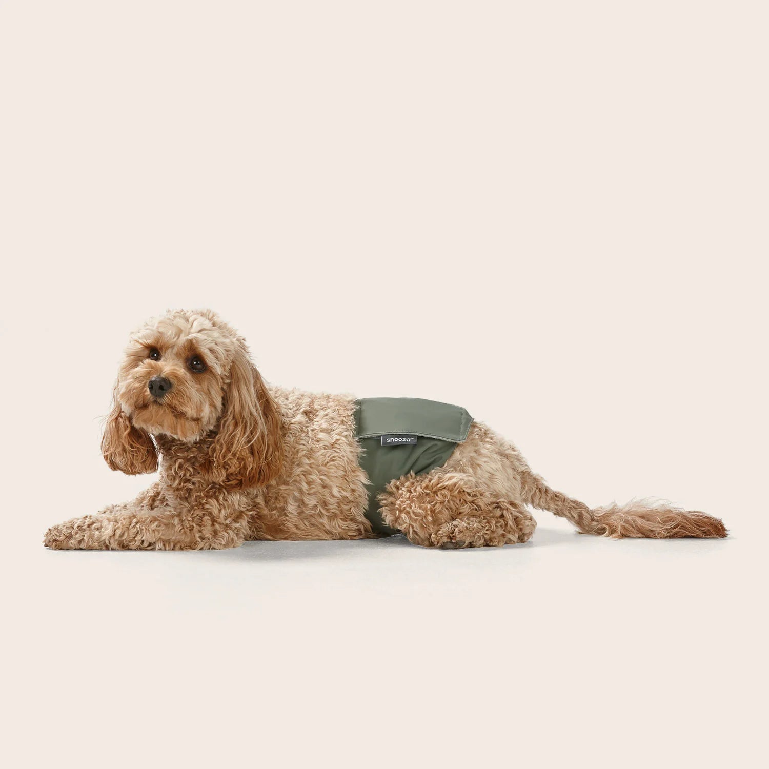 Snooza – Washable Dog Nappy Band – Twin Pack for Male Dogs
